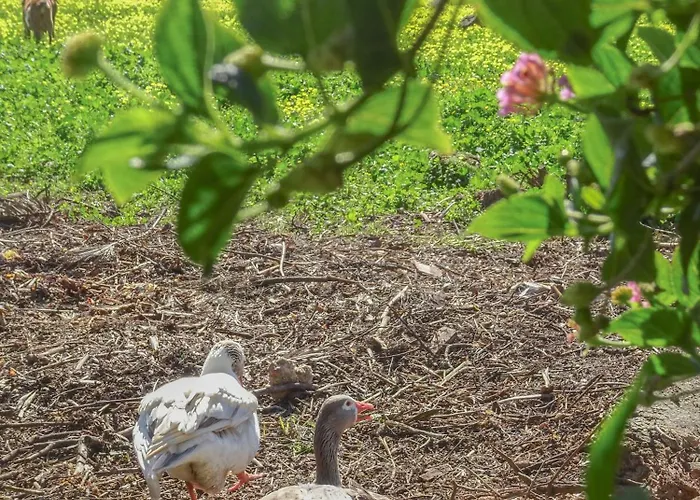 Hébergement de vacances Fazenda De Quinta De